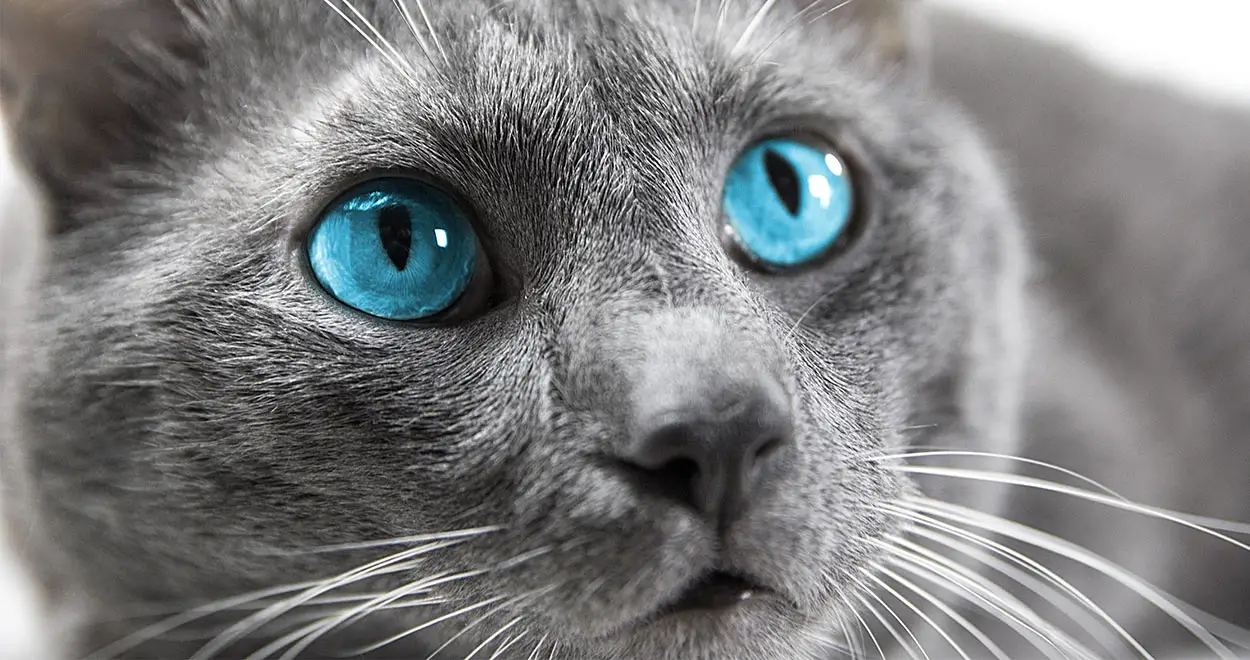 Kedi ve Köpeklerin İlginç Özellikleri ve Sırları